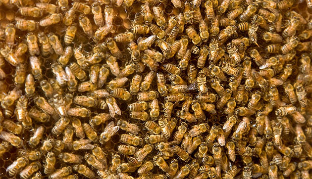 bee_honeycomb_03-copy